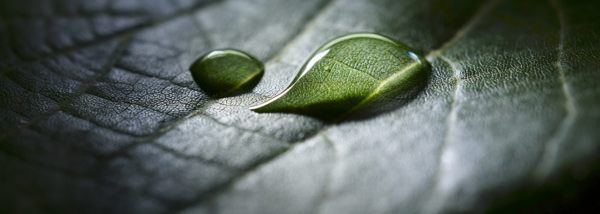 Water droplet on a green leaf