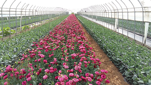 South Korea - harvesting Lisianthus when the first flower has fully opened