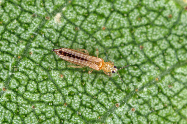Are Thrips Still Bugging You? - Greenhouse Product News