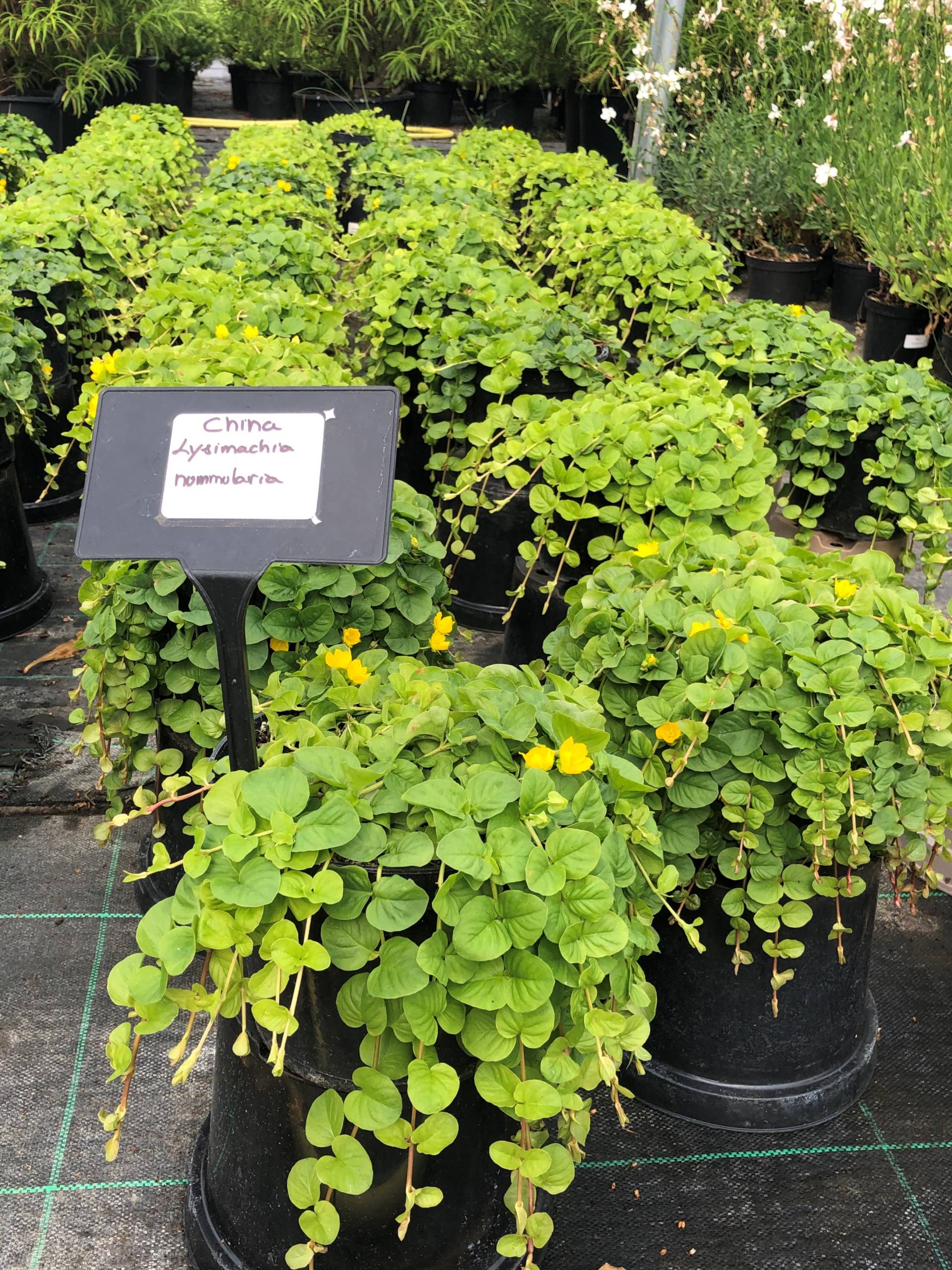 creeping jenny ground cover