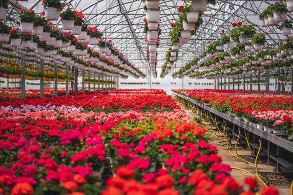 Greenhouse filled with rows of colourful flowering potted plants and hanging baskets.