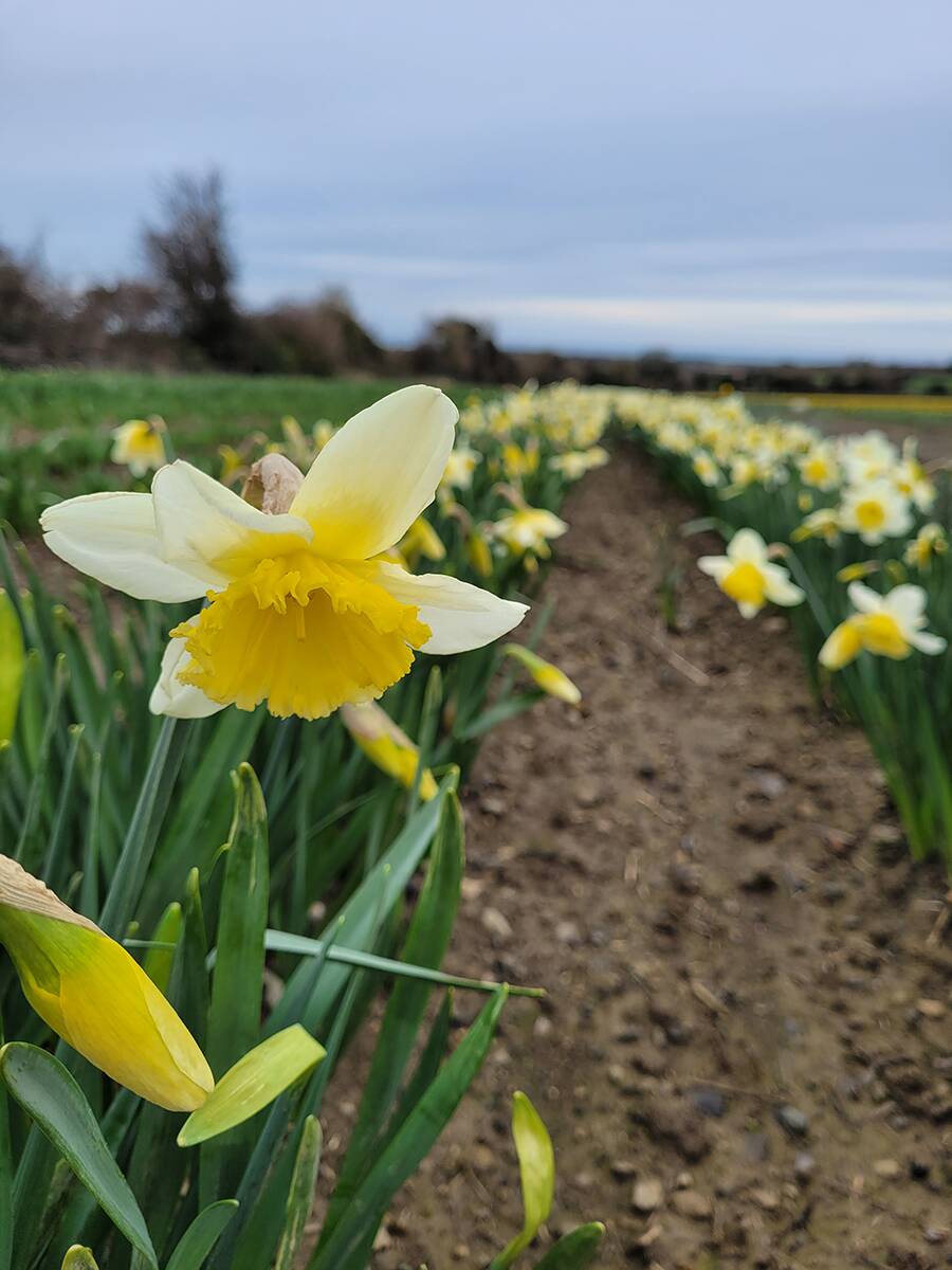 Field Daffodils:Fresh Daffodils