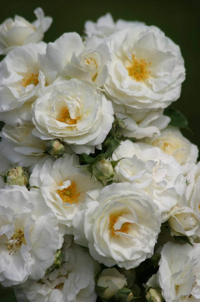 Boskoop’s Royal Horticultural Society (KVBC) honours eleven roses with ...