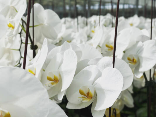 White orchids remain a firm favourite with consumers.