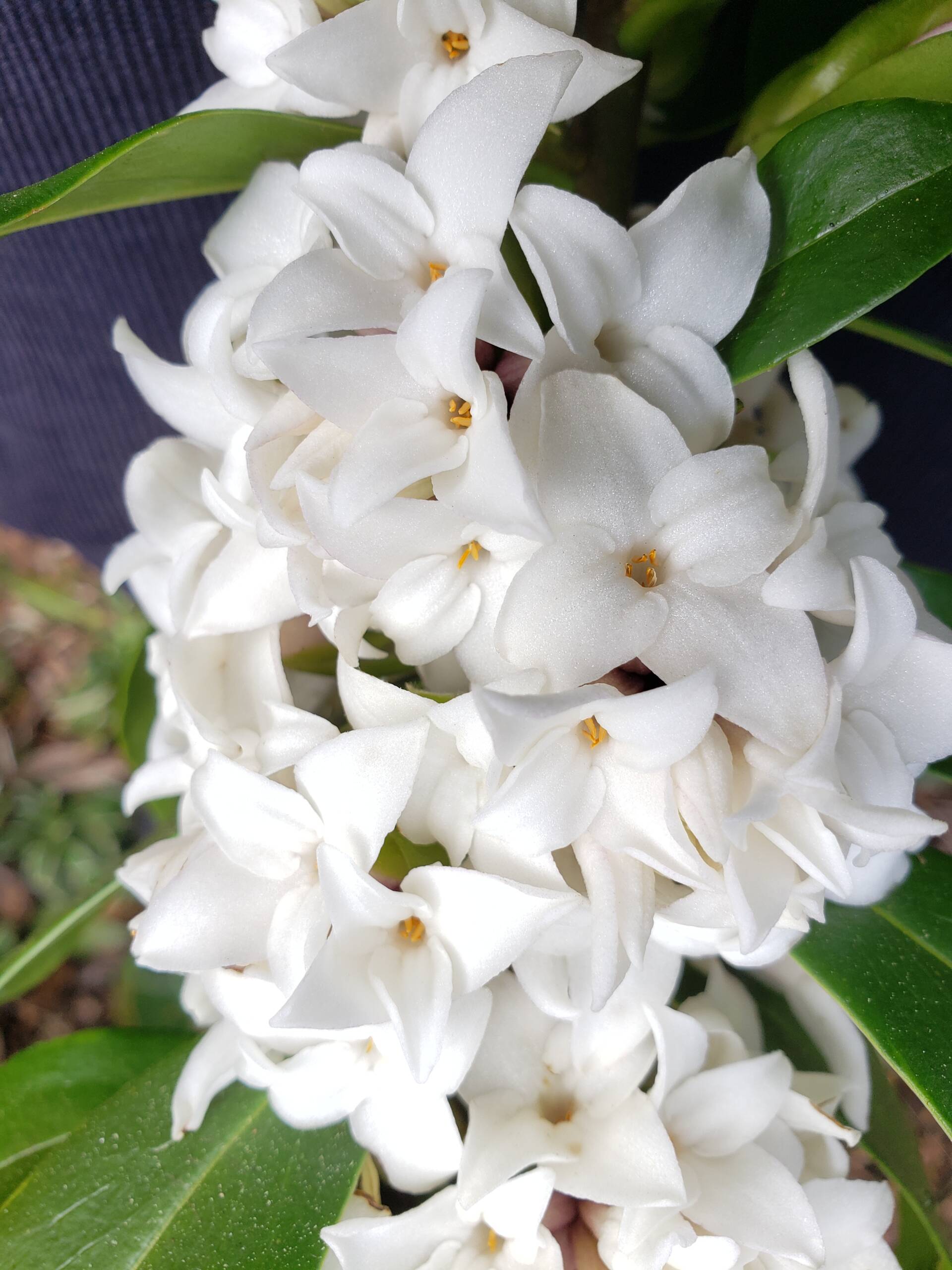 Since 2021, Daphne ‘Perfume Princess’ is also available in white.