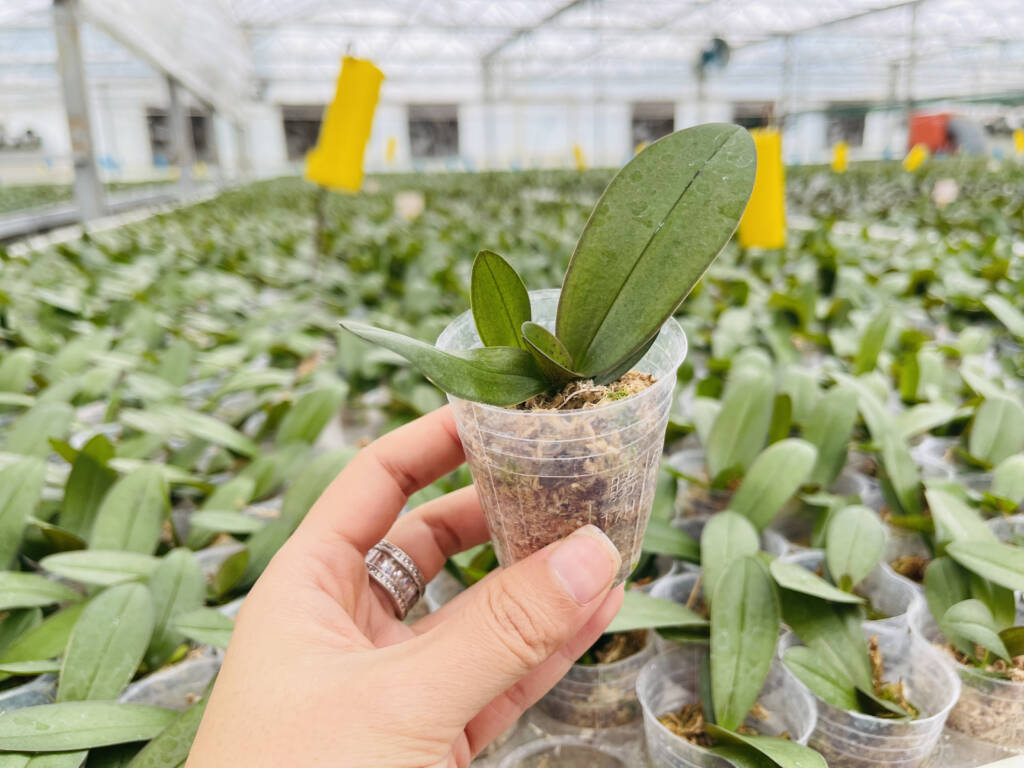 The company has invested in state-of-the-art glass greenhouses and an advanced environmental control system to maintain high-quality products and a steady year-round production of 1.8 million stems of cut Phalaenopsis per year in Vietnam.