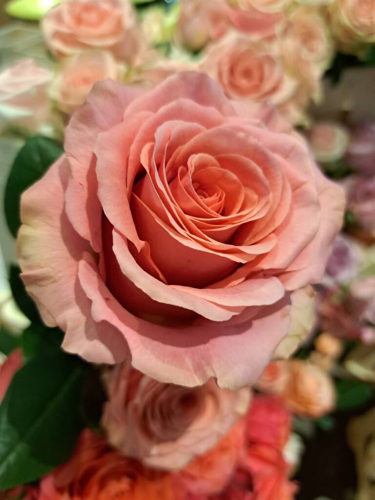 close up of a rose