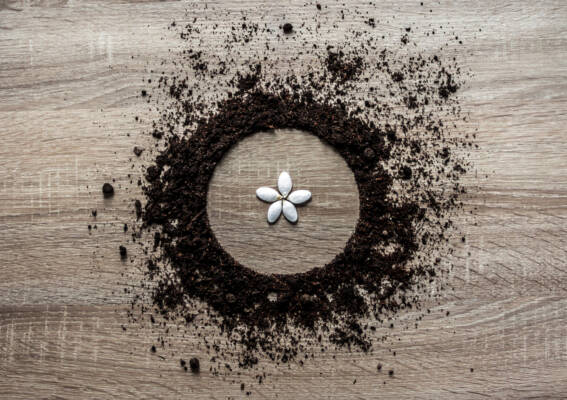 wooden background concept earth piled circle dish texture landing center seeds as flower petals spring horizontal