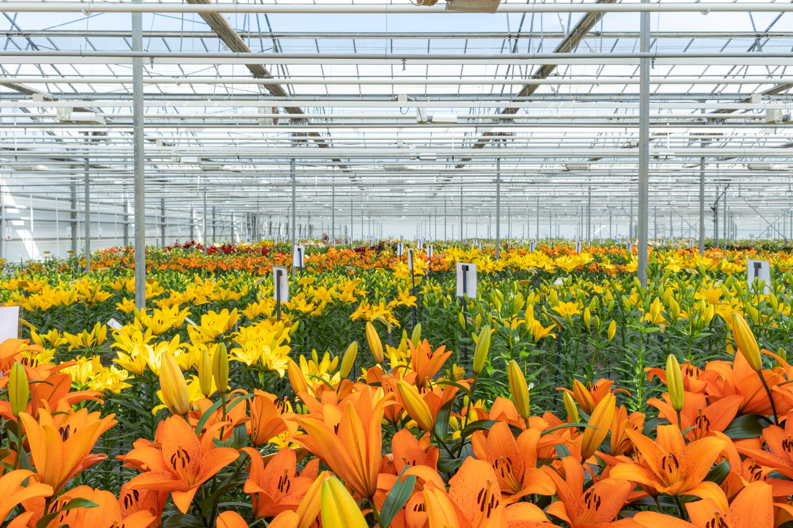 Bright orange and yellow lilies in the greenhouse under the warm sunshine.
