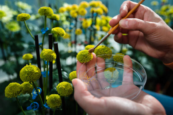 Pollinating plants with a brush.