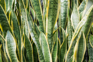 Sansevieria trifasciata - Snake Plant