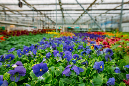 Blooming violets grown in modern greenhouse