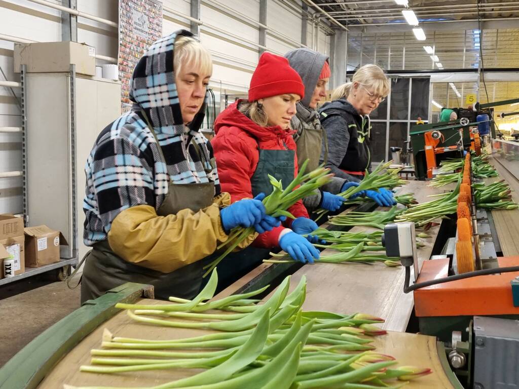 Ladies bunching tulips on conveyor belt in Finland.