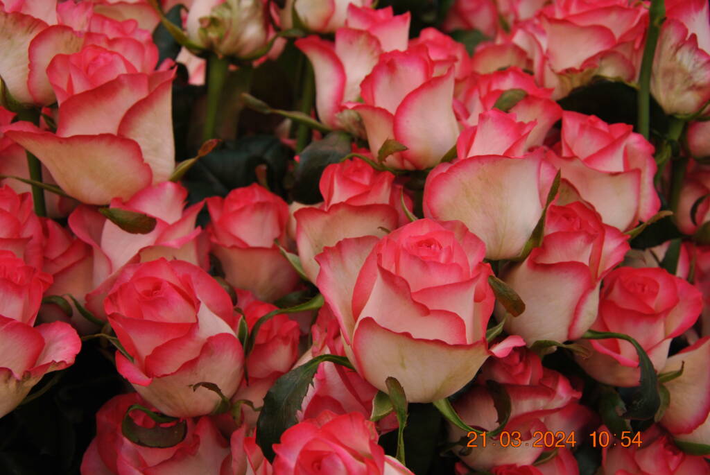 Two-toned rose variety cuts a striking figure at J&K Rosa’s Jumilia ...