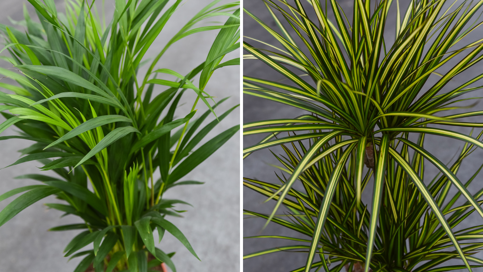 How a forward-thinking mindset fuels Forever Plants' growth and longevity   AIPH