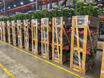 Potted hydrangeas stacked on shrink-wrapped wooden trolleys inside a large horticultural distribution warehouse.