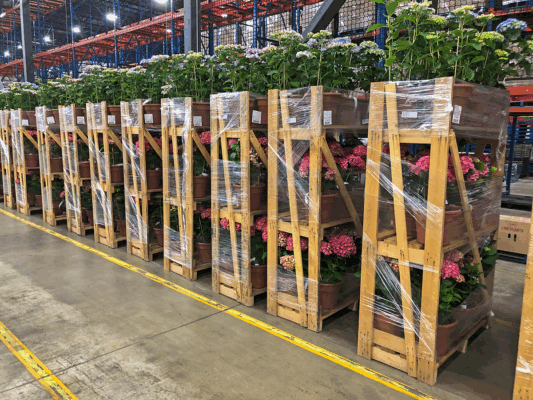 Potted hydrangeas stacked on shrink-wrapped wooden trolleys inside a large horticultural distribution warehouse.