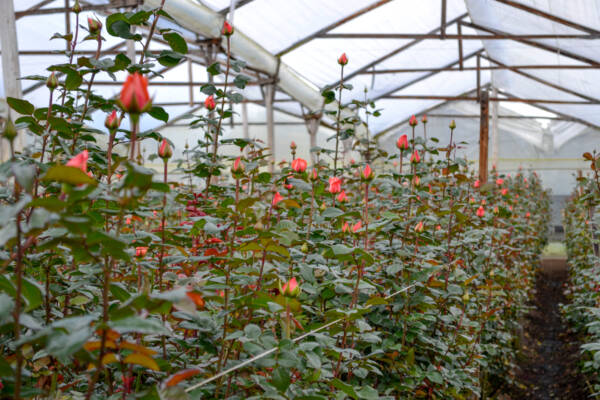 Rose plants in bud stage growing in rows inside a commercial greenhouse.
