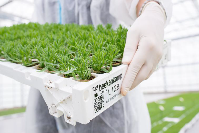 Close-up of a filled BKX reusable tray with young ornamental plants.