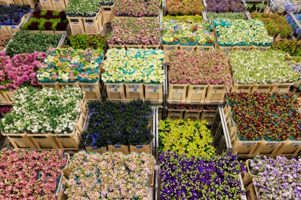 Overhead view of colourful flower crates arranged on auction trolleys at Royal FloraHolland in Aalsmeer.