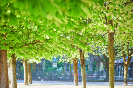 Tree-lined urban walkway creating shaded public space in a city environment.