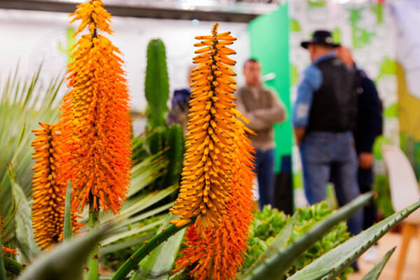 Close-up of an orange-flowering aloe plant displayed at a trade fair stand.