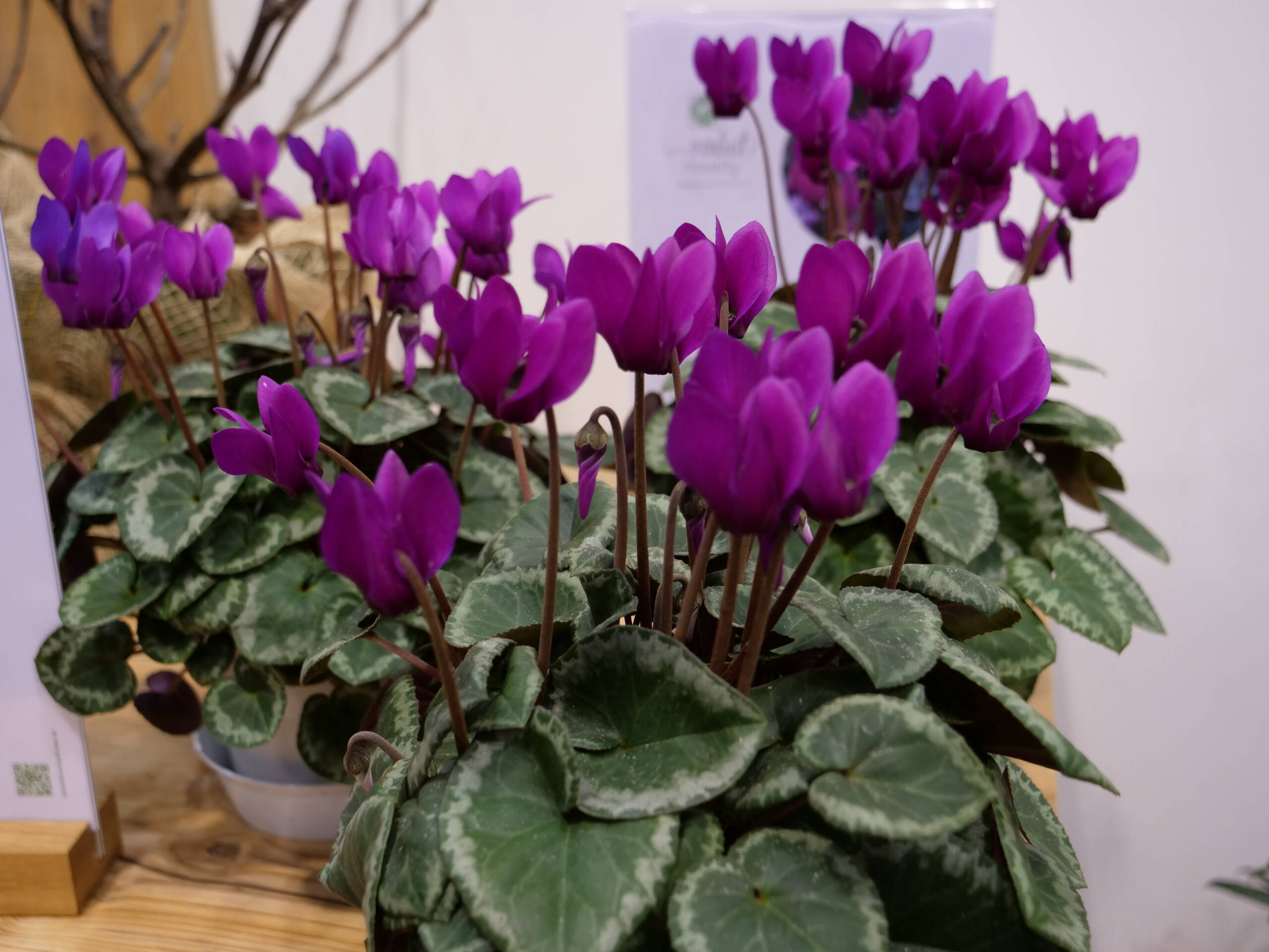 Large-flowered cyclamen selections demonstrated how traditional indoor plants are being reimagined for greater garden impact and extended seasonal performance.