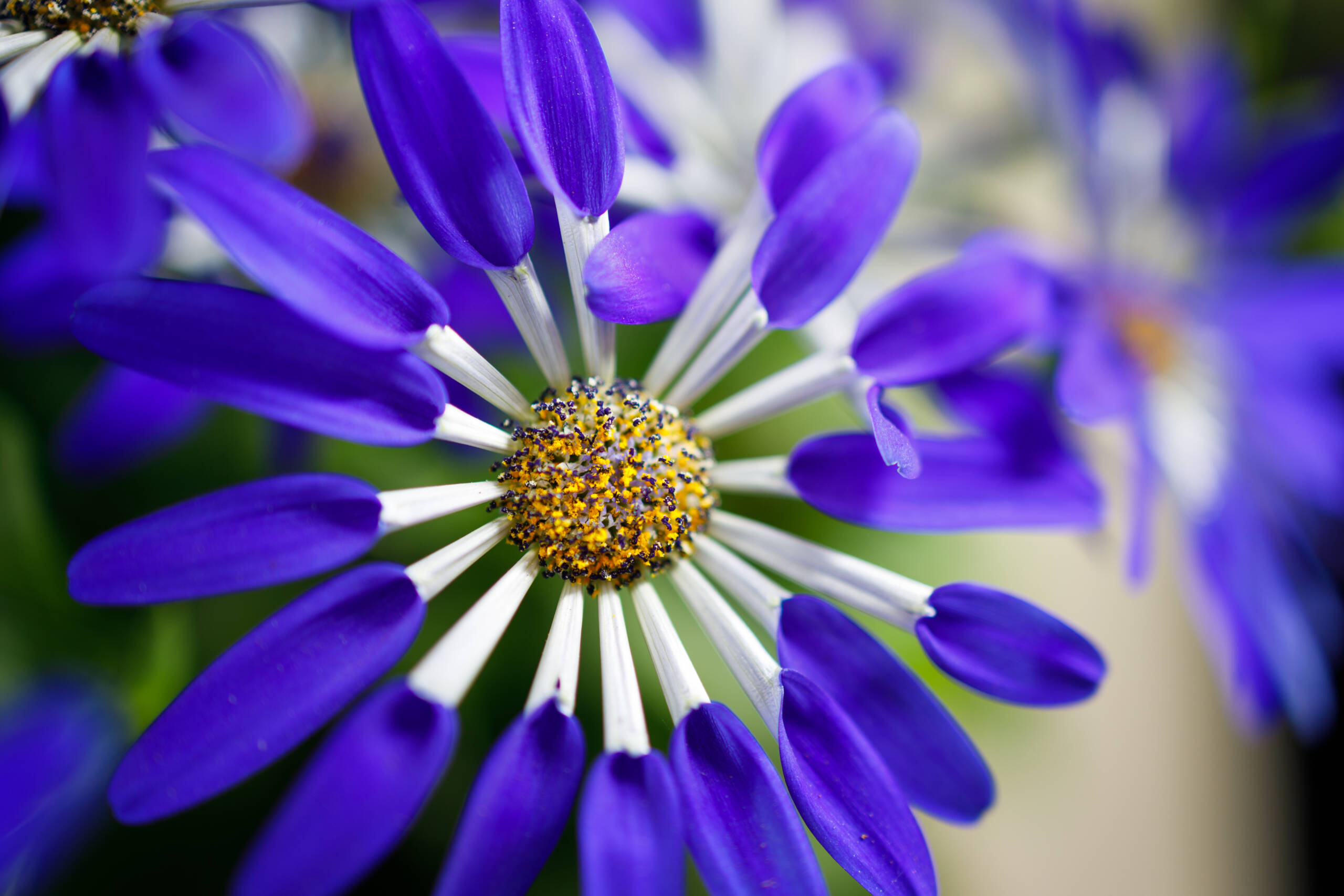The new Senetti® Blue Spoon stands out with electric-blue, spoon-shaped flowers that deliver instant shelf appeal.