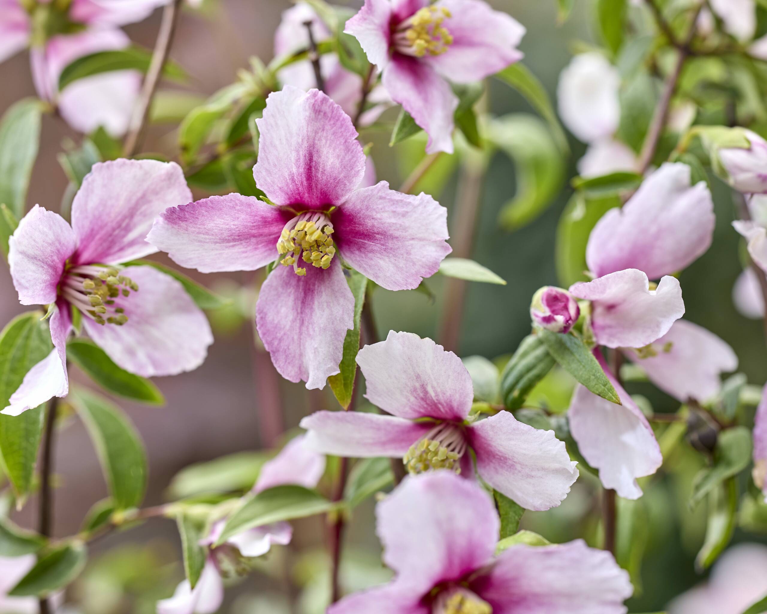 Pink blooms of Philadelphus × ‘Petite Perfume Pink’ with darker centres and yellow stamens.