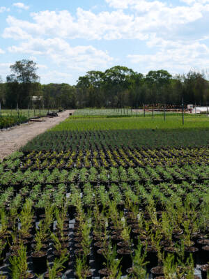Rows of container-grown plants in outdoor production at Andreasens Green nursery