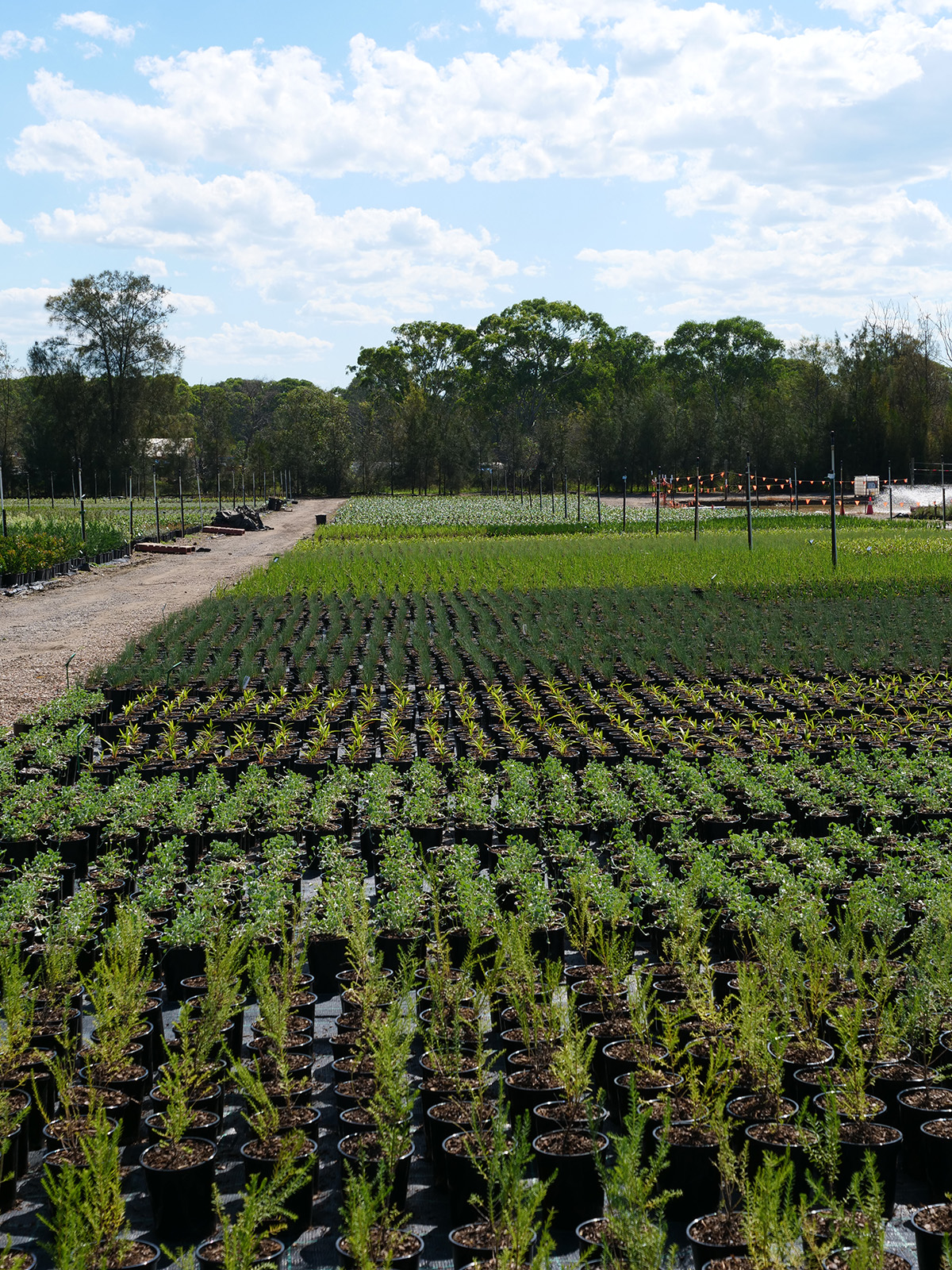 Rows of container-grown plants in outdoor production at Andreasens Green nursery
