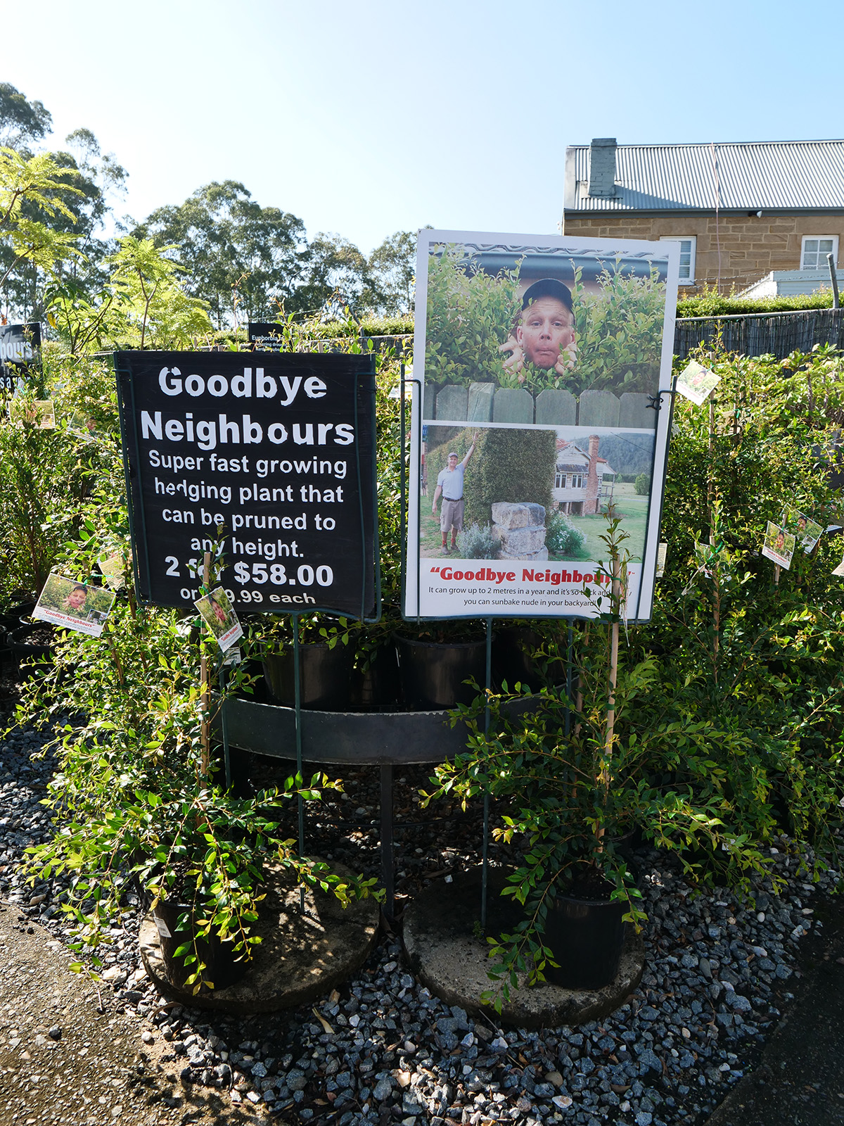Retail display promoting fast-growing hedging plants at Tim’s Garden Centre, Sydney