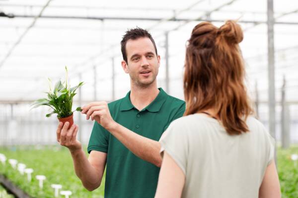 Pim van der Knaap assessing young Spathiphyllum plant quality in a controlled greenhouse production environment.