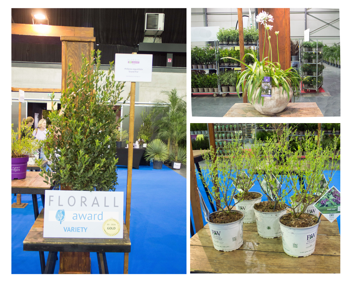 Award-winning plant varieties displayed at Florall: *Phillyrea angustifolia* ‘Grand Prix’, *Agapanthus africanus* ‘Lady Lauren’, and *Syringa* ‘Baby Kim’.