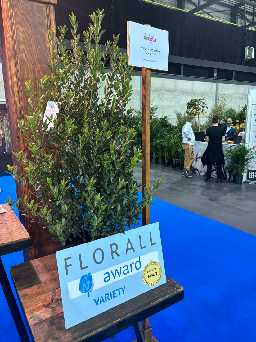 Phillyrea angustifolia ‘Grand Prix’ displayed with the Florall Gold Variety Award at the Florall plant show.