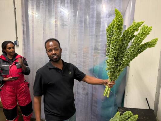 Grower holding freshly harvested stems of Moluccella laevis indoors.