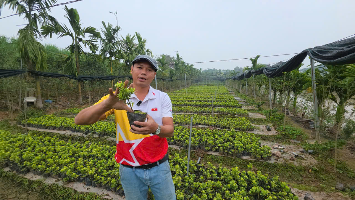 Vietnamese nursery grower presenting a young ornamental plant in a propagation nursery.
