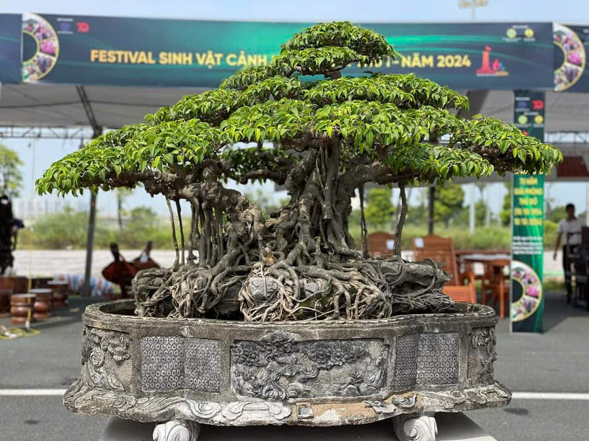 Large bonsai tree displayed at a Vietnamese ornamental plant festival.