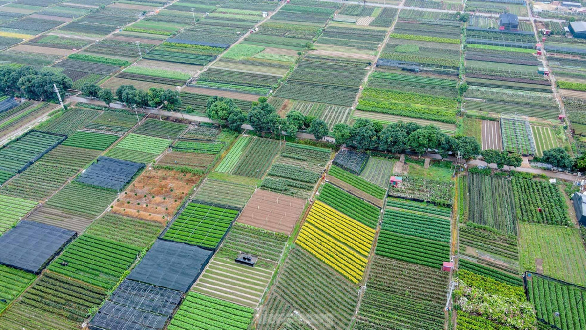 Aerial view of mixed horticultural production plots forming a patchwork agricultural landscape.