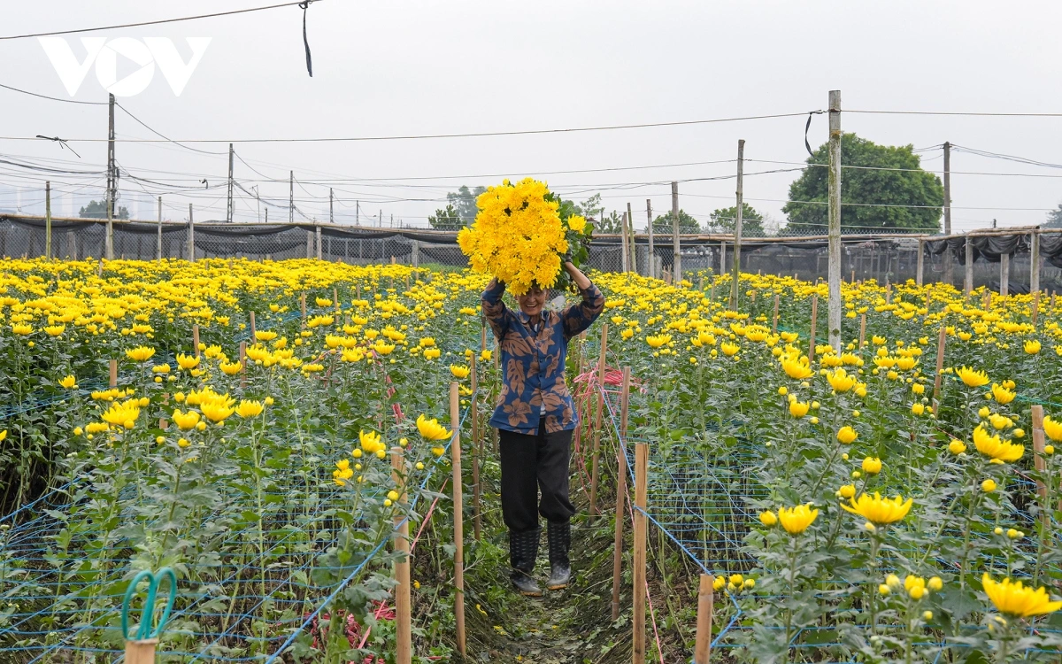 Vietnamese grower carrying a large bundle of yellow chrysanthemums through a flowering field.