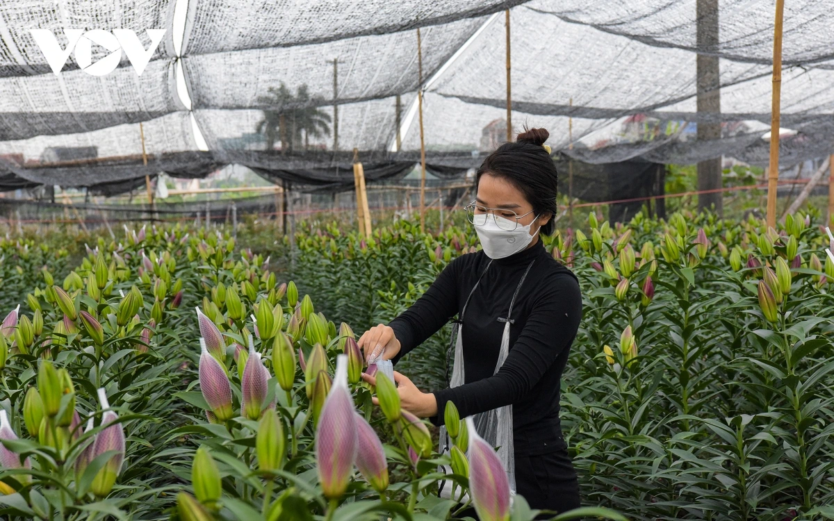 A grower inspects developing lily buds in a covered greenhouse structure designed to protect crops from sun and rain while supporting high-quality cut flower production.