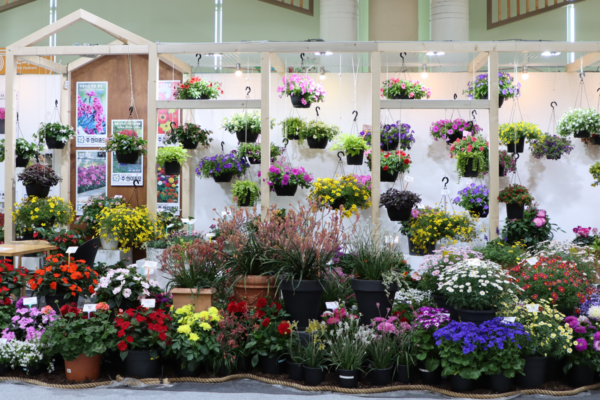Display of hanging baskets and flowering plants arranged in wooden exhibition stand