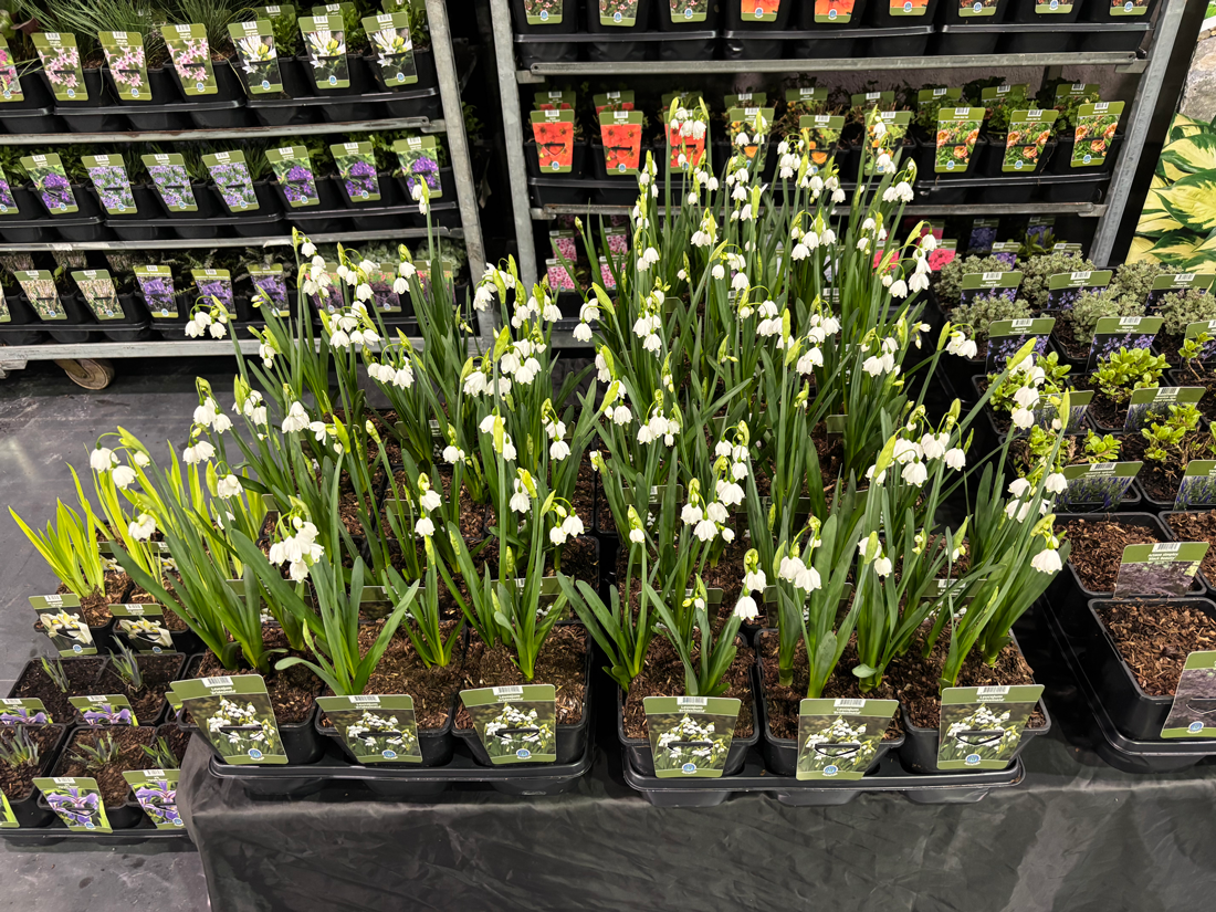 Potted Leucojum aestivum ‘Bridesmaid’ plants displayed on a retail bench at Florall.