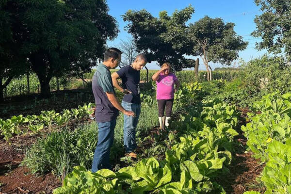 Pest Management - Maringá, Brazil