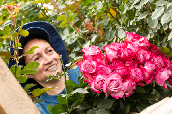 Worker tends pink roses at a Colombian flower farm.