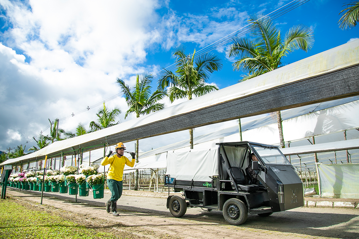 Worker moves harvested flowers along a Colombian flower farm.