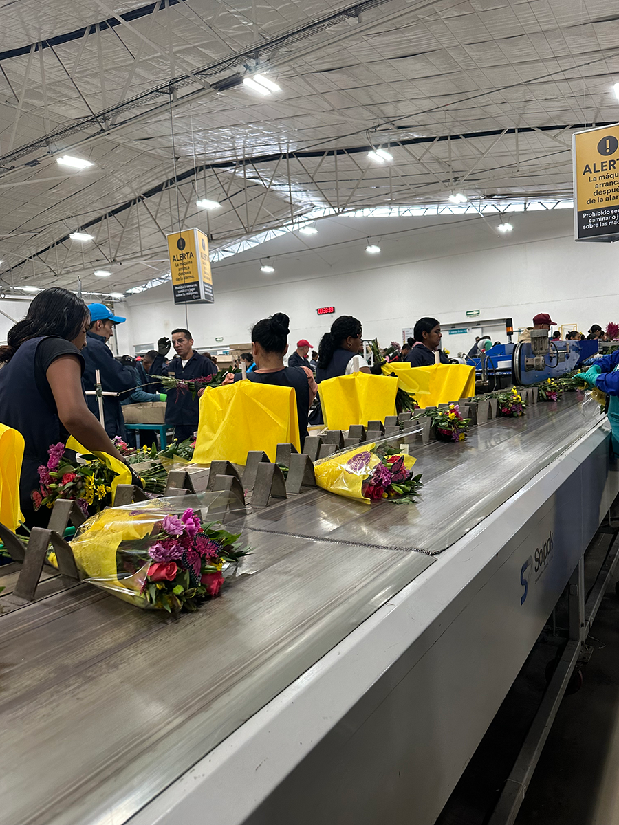 Workers process flower bouquets on a packing line in Colombia.