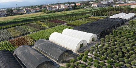 Ornamental plant production at Giorgio Tesi Group in the Pistoia nursery region, Italy.