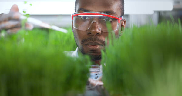 Plant researcher wearing safety glasses examines young plants in a controlled growing environment.