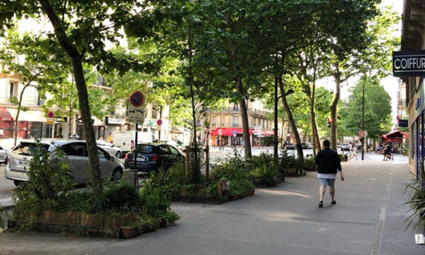 Planters with trees lining a street in Paris